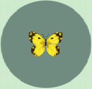 yellow butterfly, which you can catch in game yellow butterfly, which you can catch in game